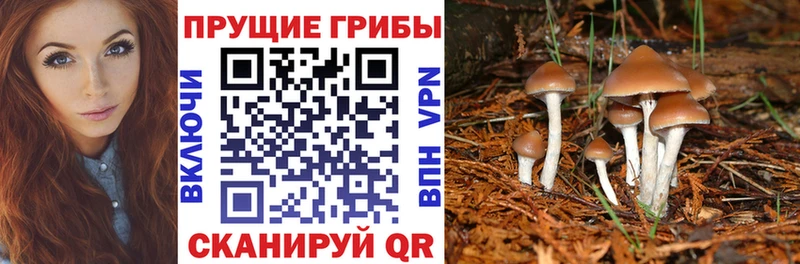 Псилоцибиновые грибы Psilocybine cubensis  как найти наркотики  Якутск 